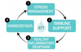 Homeostasis